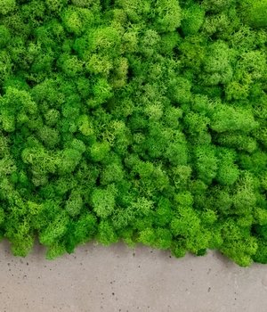 dealsmoss wall with interesting textures 1715343290 300x350crop0